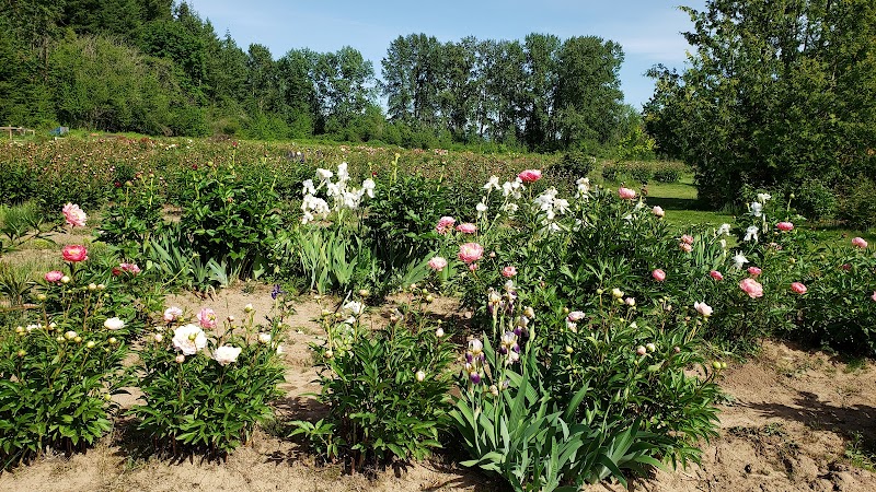 Brooks Gardens Peonies