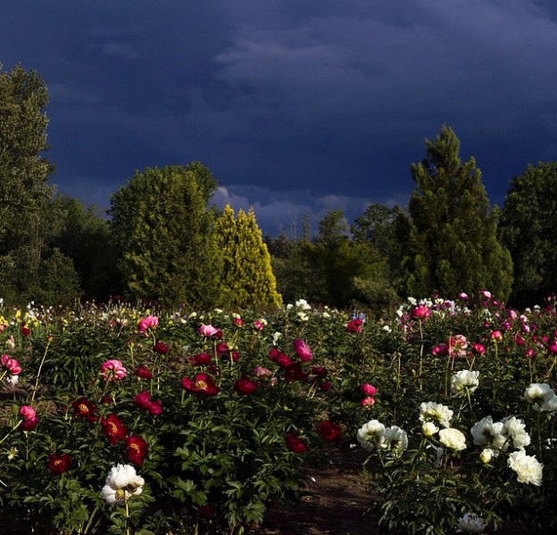 Brooks Gardens Peonies