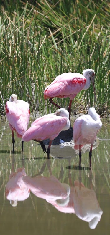 Sanibel Dolphin Tours