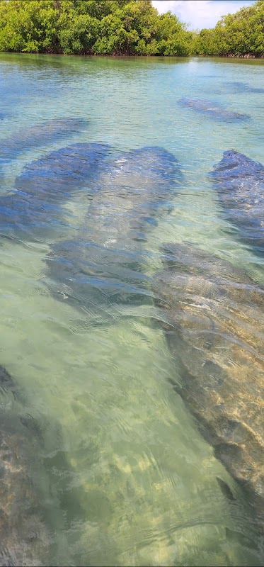Sanibel Dolphin Tours