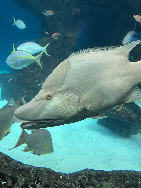 Florida Aquarium Dolphin Boat Tours