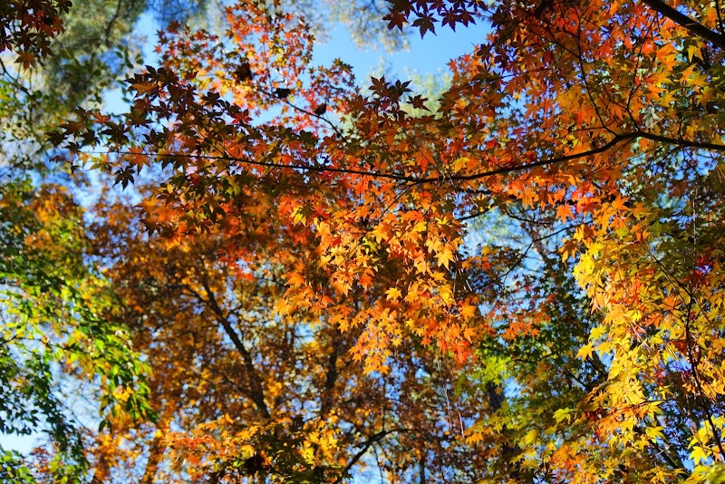 Class of 1942 Golden Tigers Cadet Life Garden