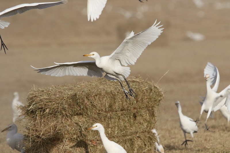 Alamo River Wetlands