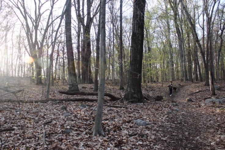 Mill Hill Open Space