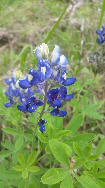 Hielscher Tract Greenbelt