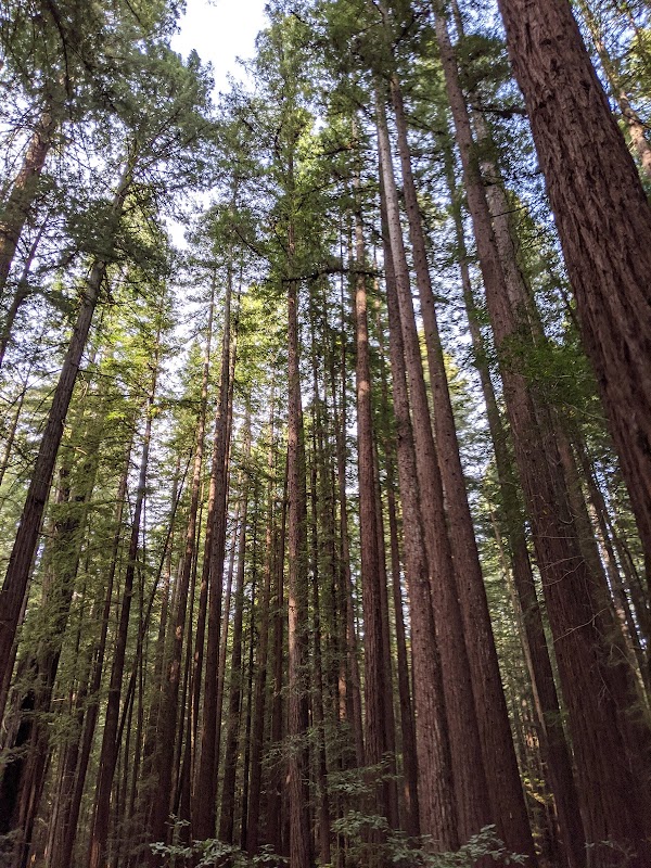 Armstrong Redwoods State Natural Reserve