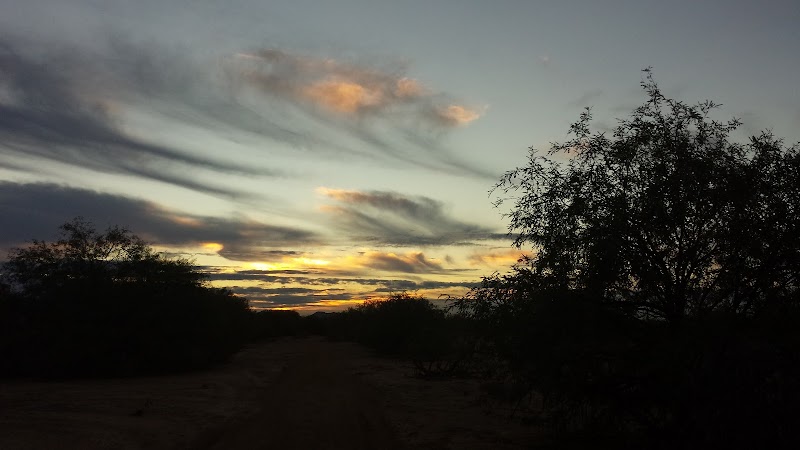 Bosco (C51Creations)