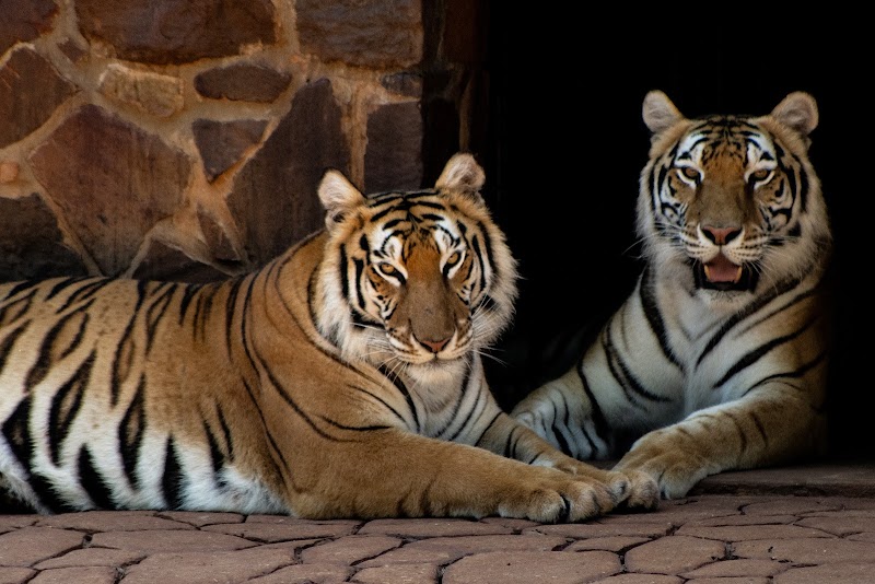 Tiger Creek Animal Sanctuary