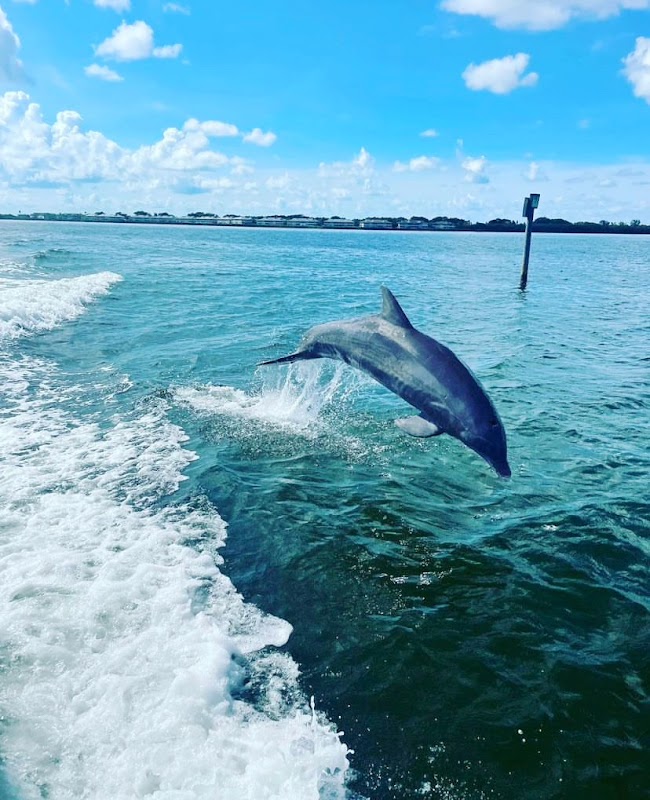 Ami Discovery Charters