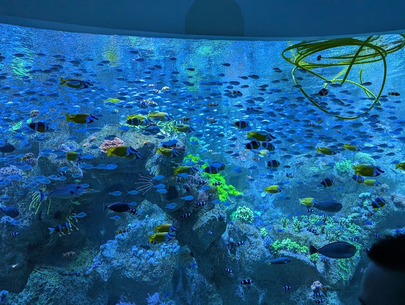 Immersive Coral Kingdom