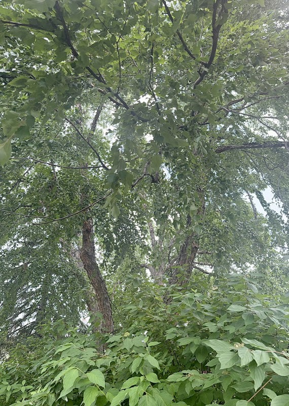 Huge River Birch tree