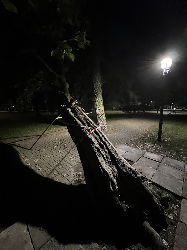 Pomnik przyrody - Tulipanowiec amerykański