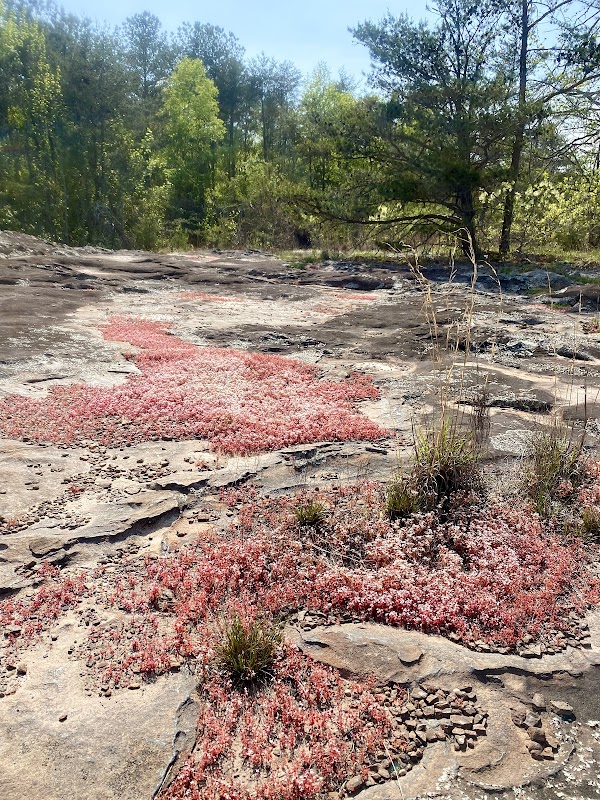 Hinds Road Outcrop Forever Wild Tract