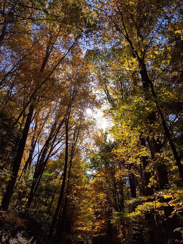 Lillinnoah Woods Open Space