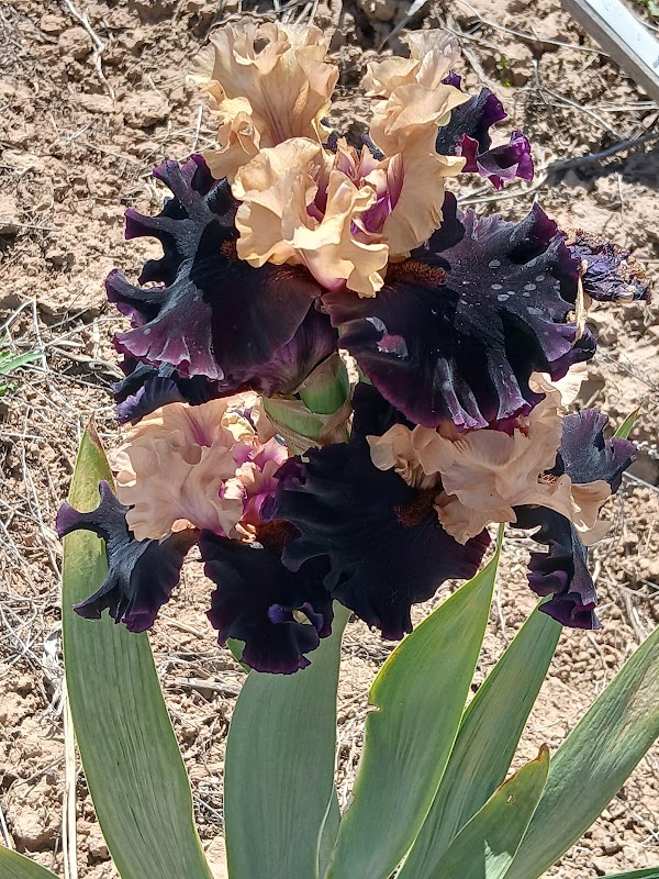 Sutton's Iris