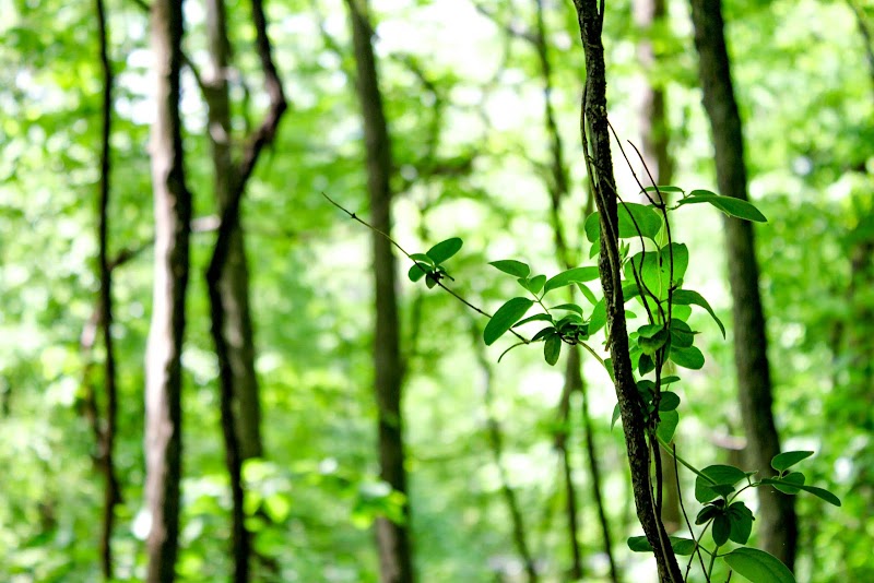 Boyer Nature Preserve
