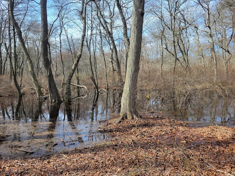 Dennis Puleston Warbler Woods Preserve