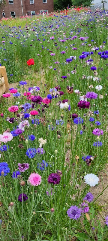 Glen Oaks Village Pollinator Garden