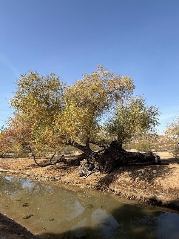 LoPiano Bosque Habitat