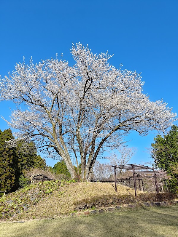 高根の大桜（大島桜）