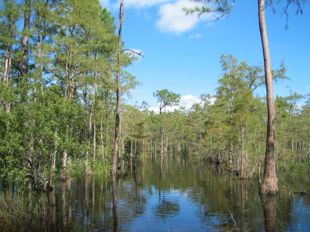 ALLIGATOR FLAG PRESERVE