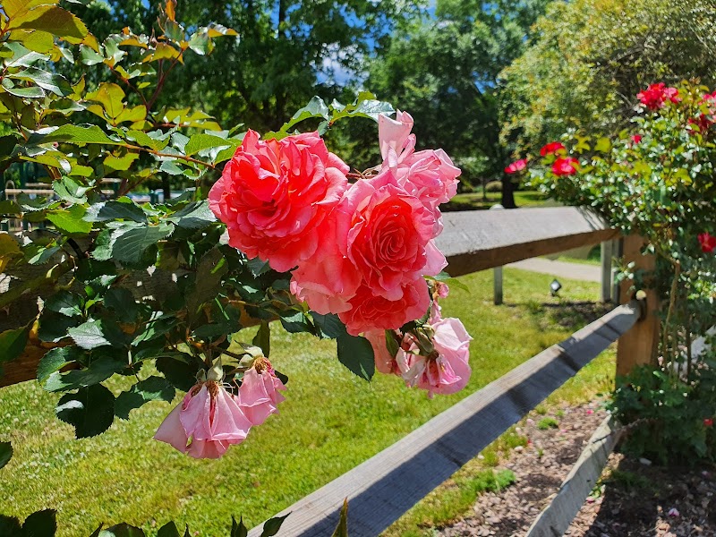 Gene Strowd Rose Garden Park