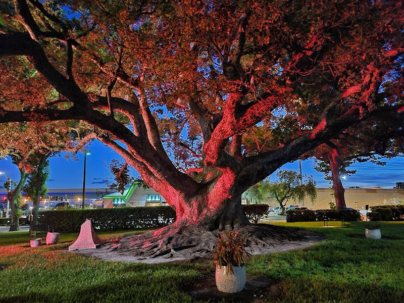 Camphor Tree - Preserved