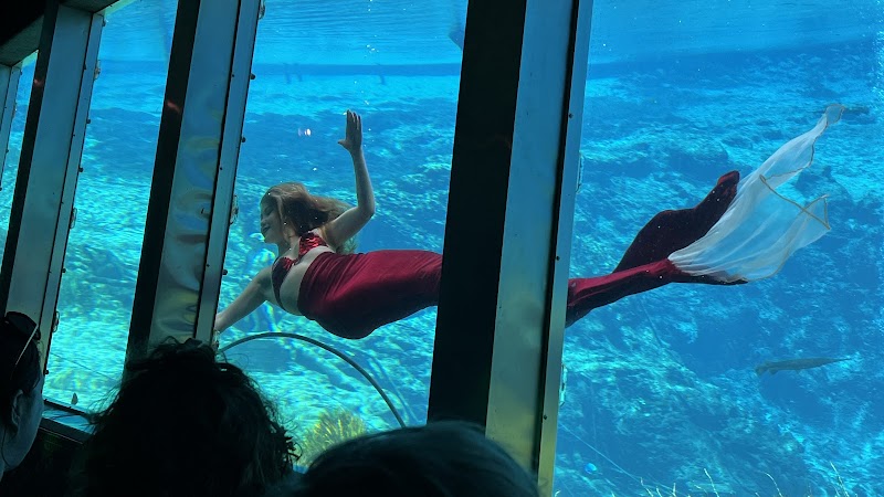 Weeki Wachee Mermaid Show