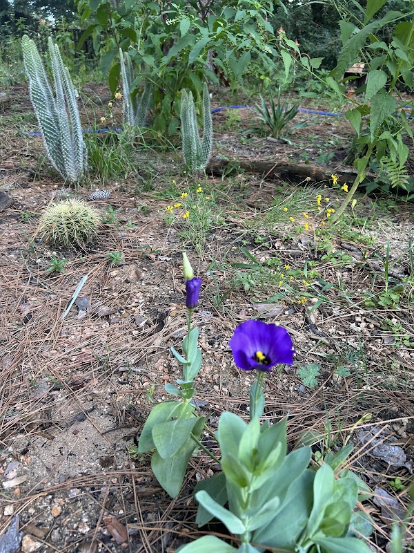 Quail Forest Wildlife Gardens