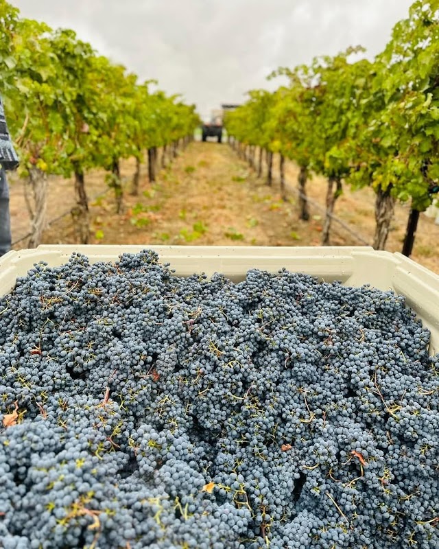 VanArnam Vineyards