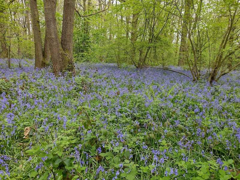 Selsdon Wood Nature Reserve