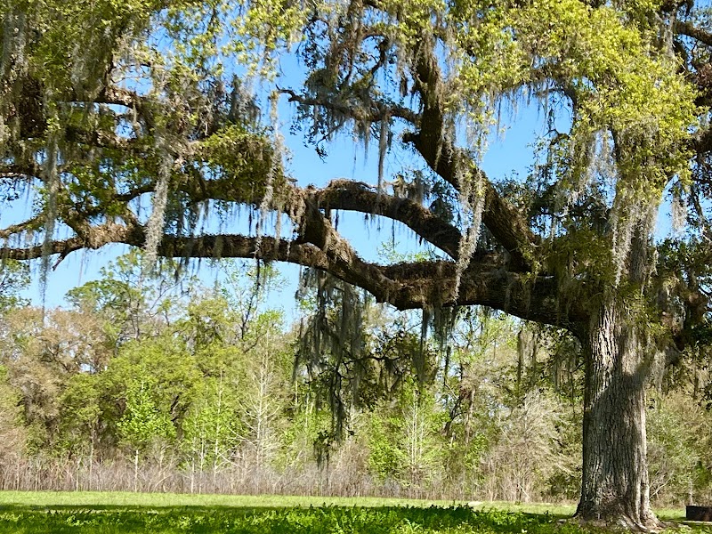 SWFWMD Ashley Camp Ground