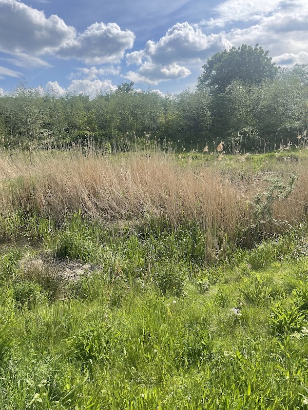 Lincoln Street Water Meadows