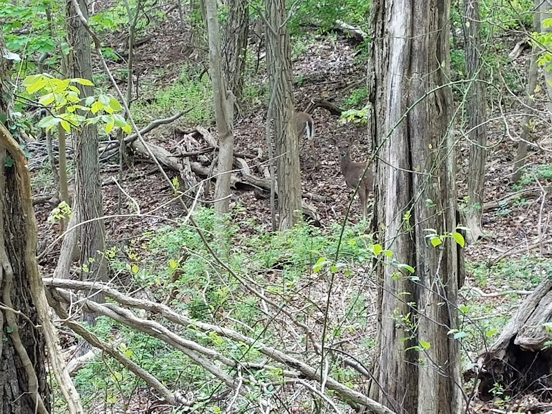 Henry Ingraham Nature Preserve