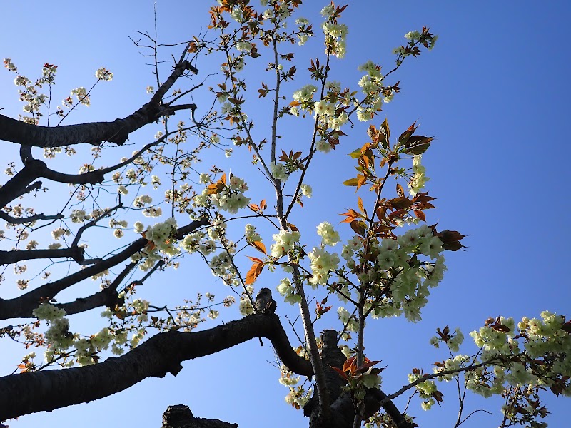 旭ヶ丘の御衣黄桜