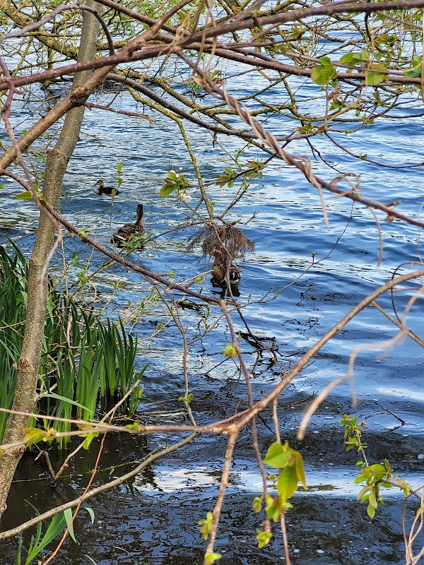 The Mere At Ellesmere Country Park