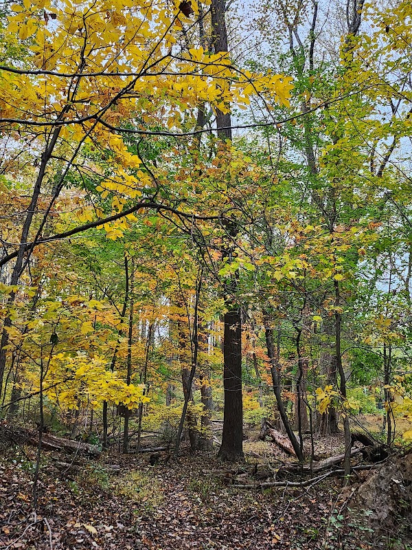 The Forbush School Trails