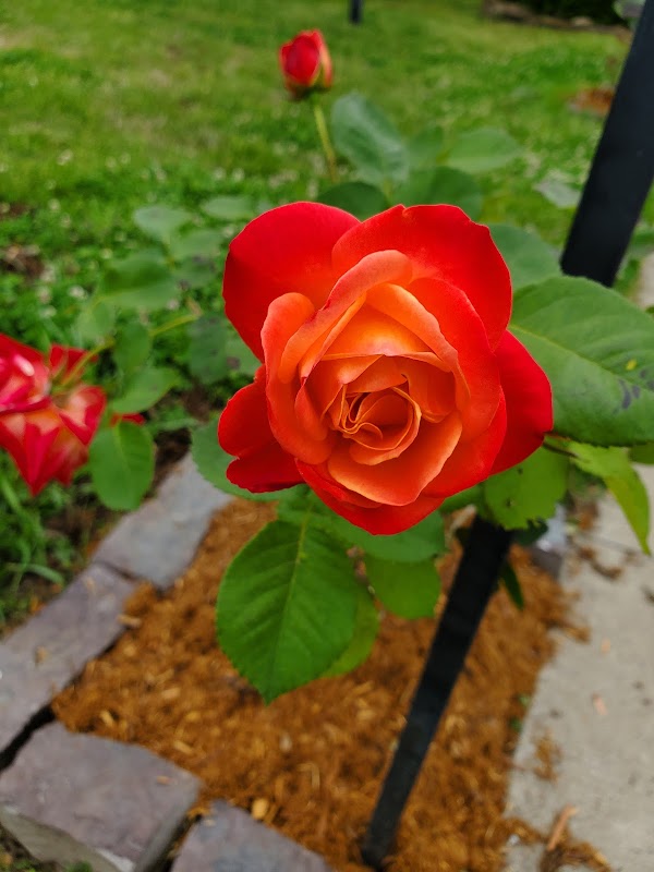 Anniversary Rose Garden