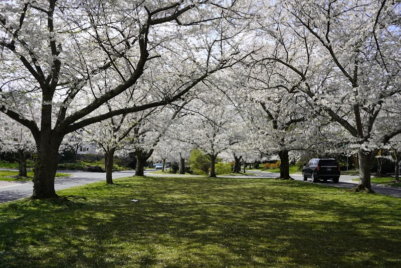 Kenwood Community Cherry Blossoms