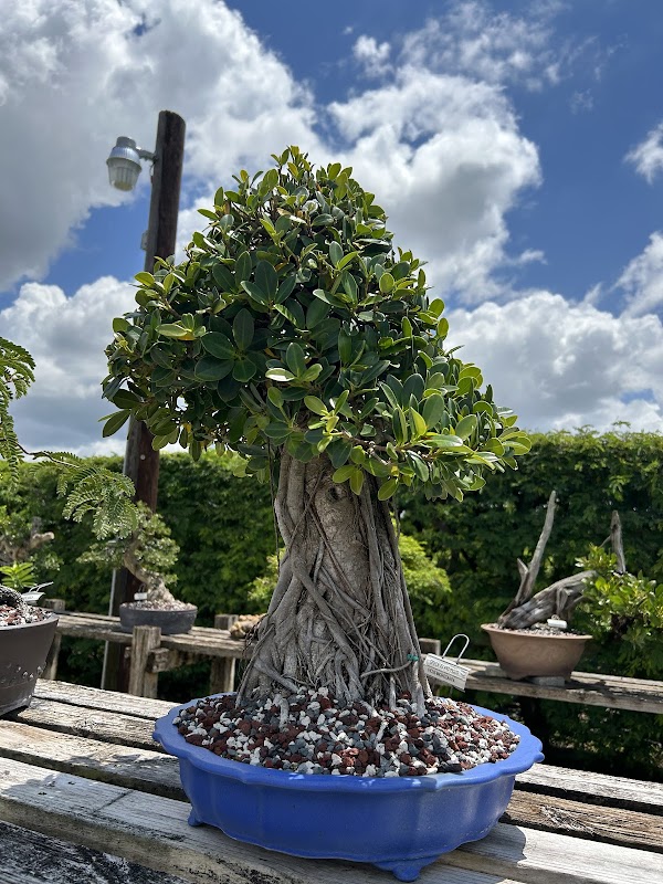 Wigert's Bonsai Nursery