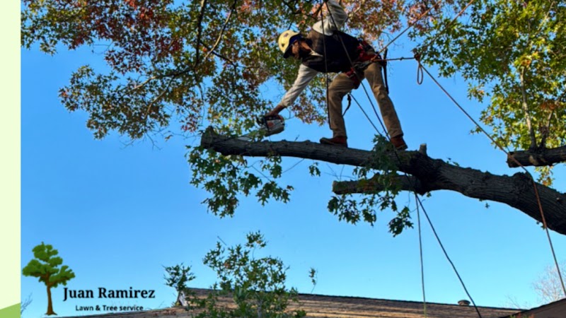Tree service Juan Ramirez