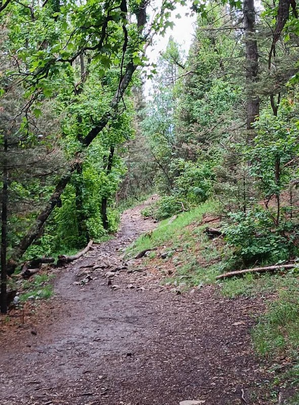 Lincoln National Forest