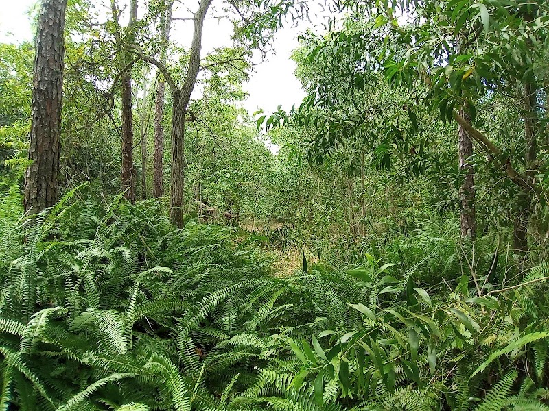 Save Boynton's Forest