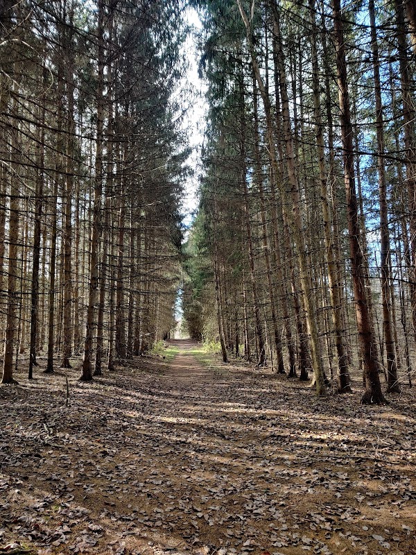 Tree Farm Trail