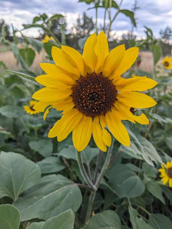 City of Chennai Park