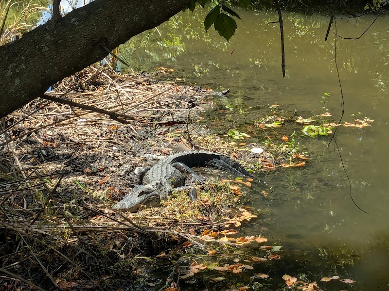 Digital Design Wetlands