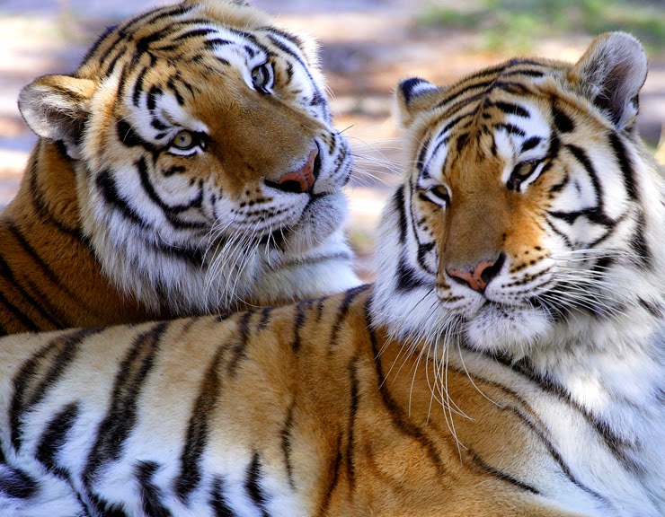 Wildlife Survival Sanctuary