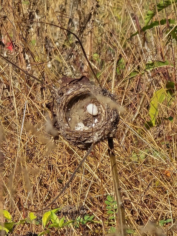 Harold G Fulmer III Nature Preserve