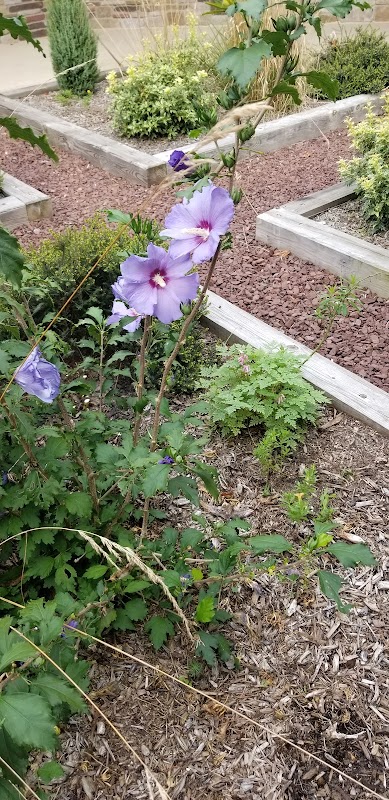 Barton Arboretum of Medford Leas