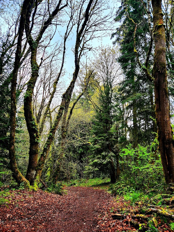 Cougar Creek Woods Community Park